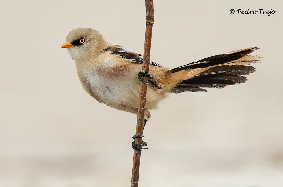 Bigotudo (Panurus biarmicus)